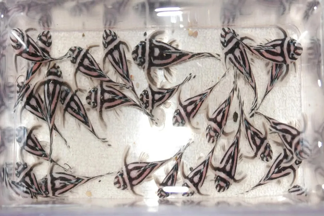 What preparation method makes zucchini or cucumber more accessible for *H. zebra*?