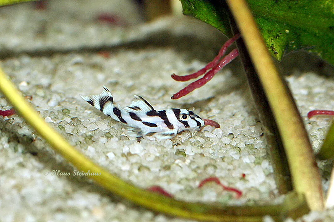 Zebra Pleco Evolution, Xingu Endemic