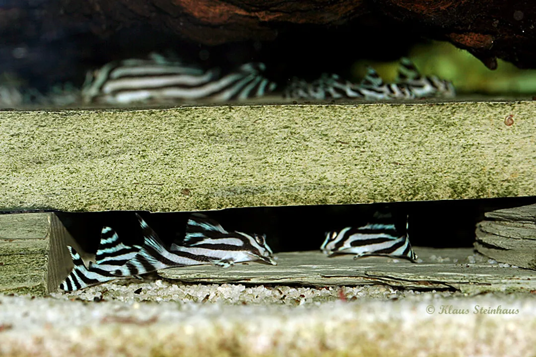 Zebra Pleco Facts, Riverine Origins