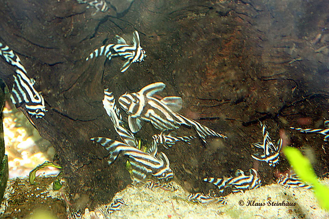 Zebra Pleco Facts, Setting Up the Ideal Aquarium