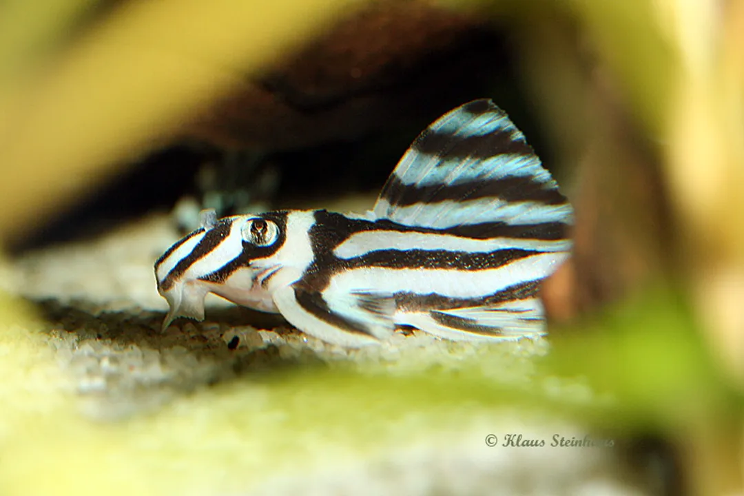 Zebra Pleco Facts, Naming and Classification
