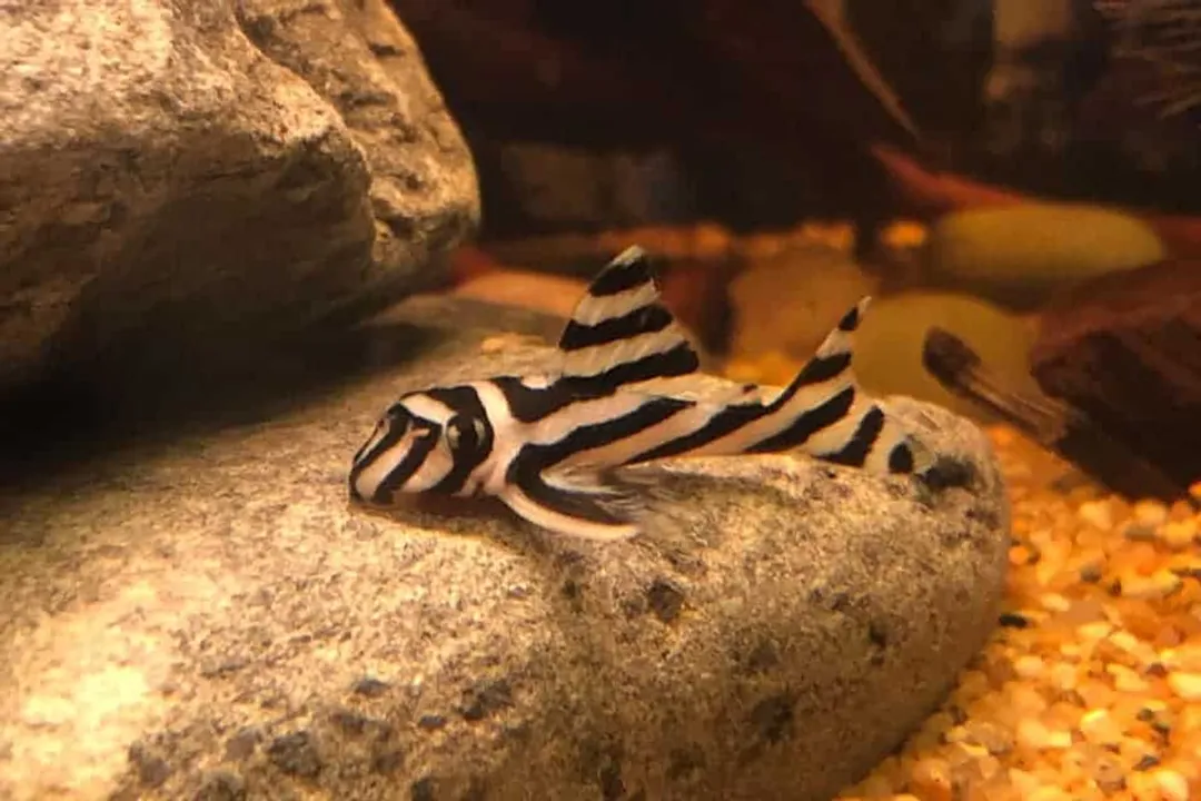 Zebra Pleco Locations, Endemic Vulnerability