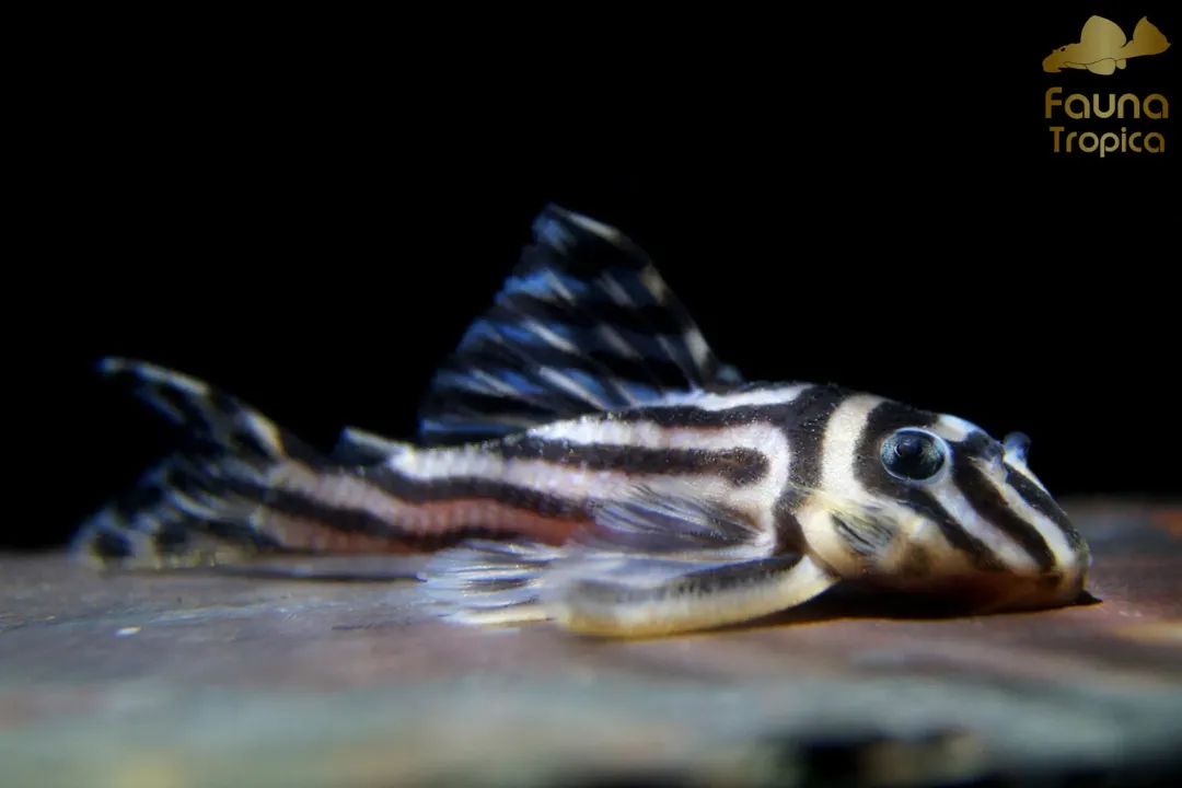 Zebra Pleco Scientific Classification, Formal Ranks