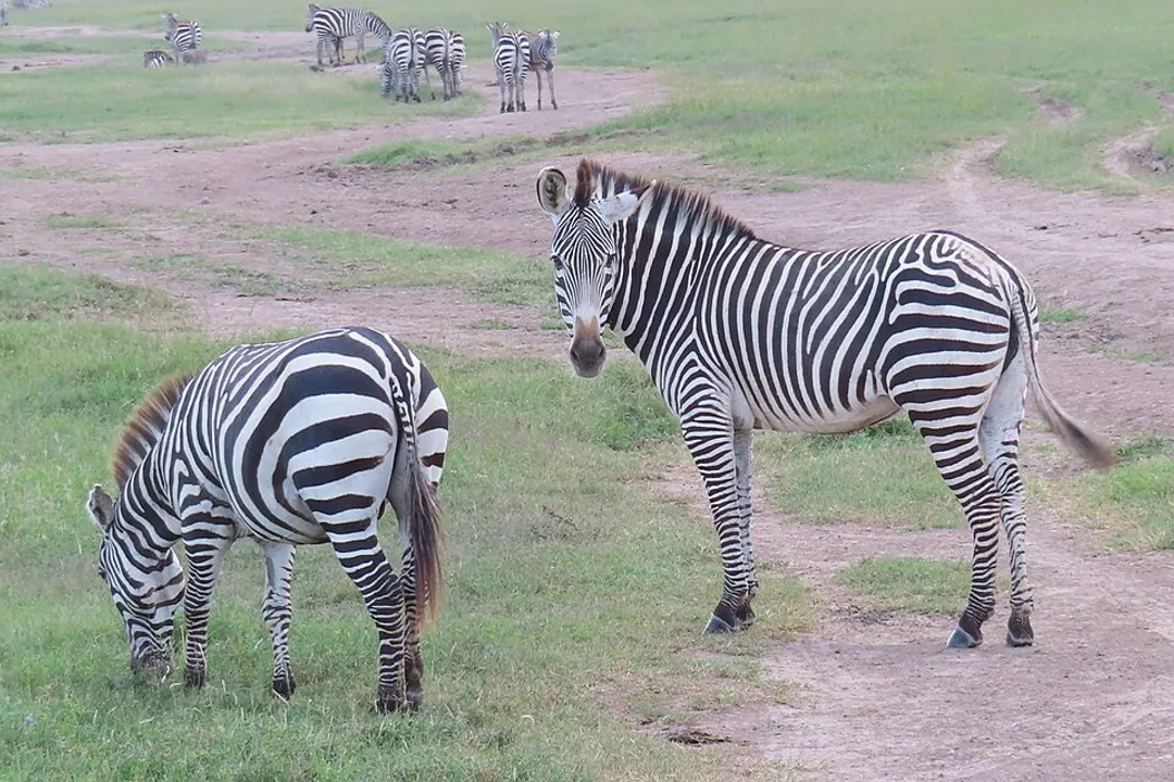 Zebra Scientific Classification, Equus Family Placement