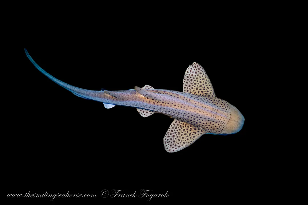 Zebra Shark Diet, Hunting Schedule