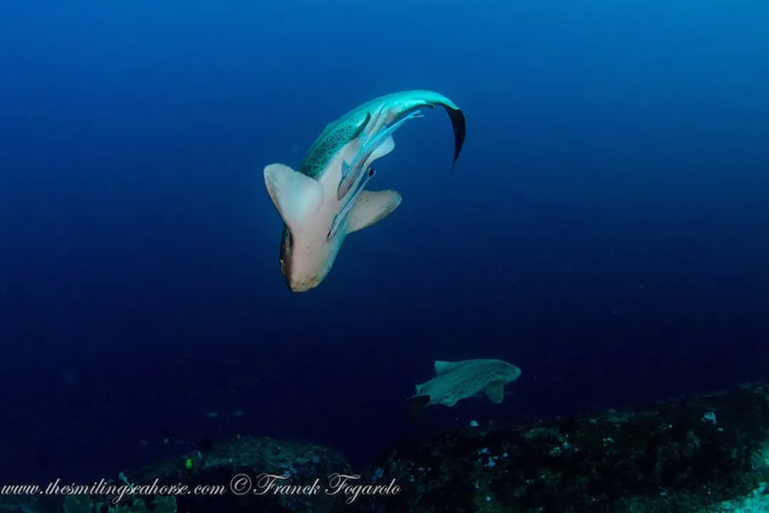 Zebra Shark Diet, Benthic Menu