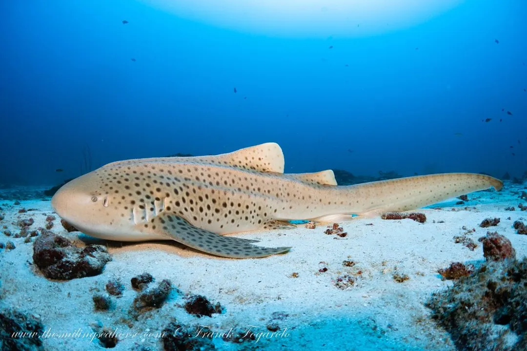 Zebra Shark Diet, Aquarium vs. Wild Sustenance