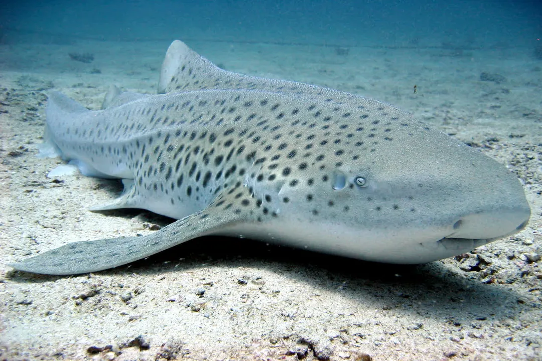 Zebra Shark Diet, Feeding Anatomy