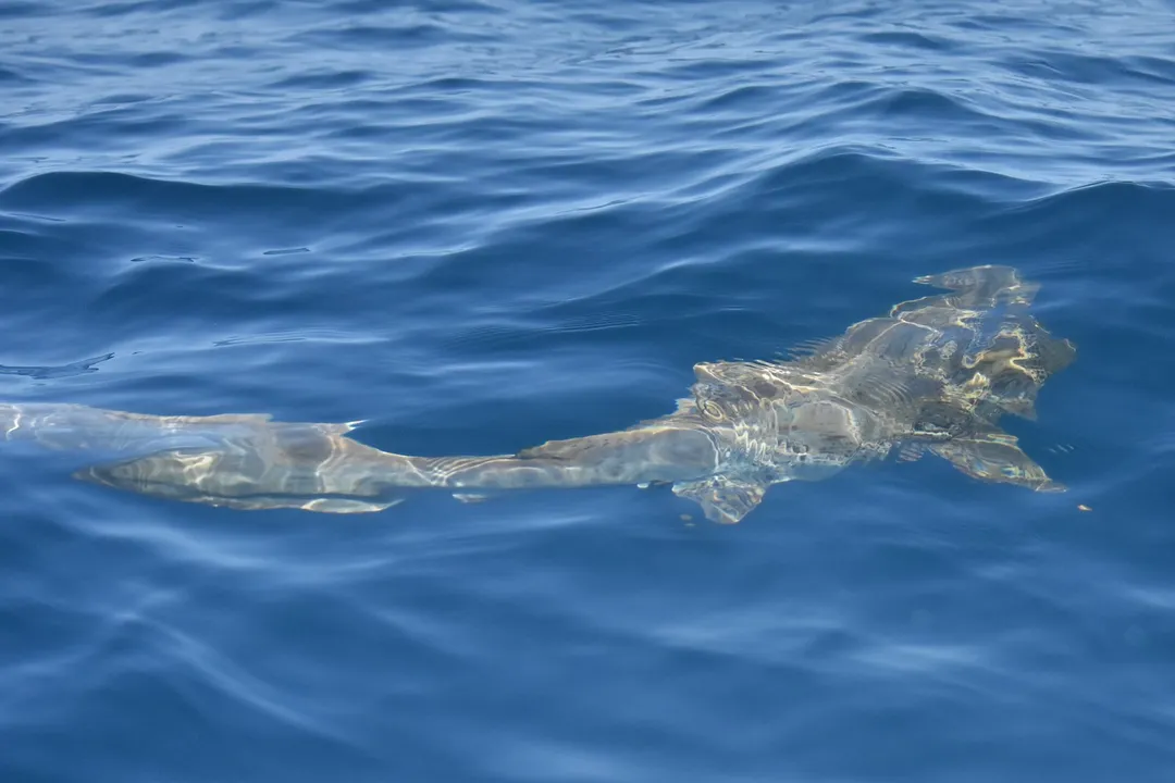 Zebra Shark Evolution, Pattern Change