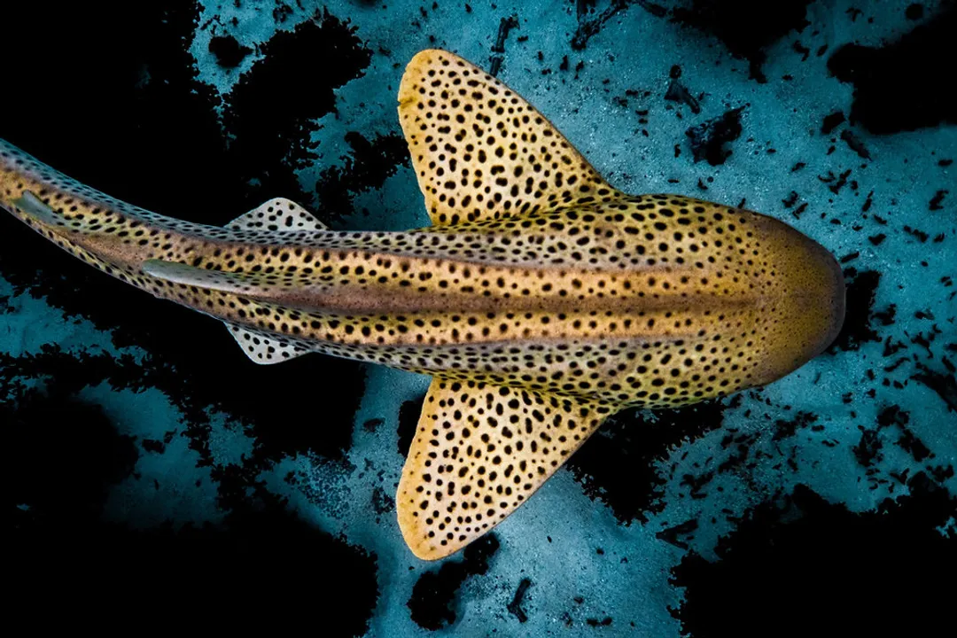 Zebra Shark Evolution, Shark Taxonomy