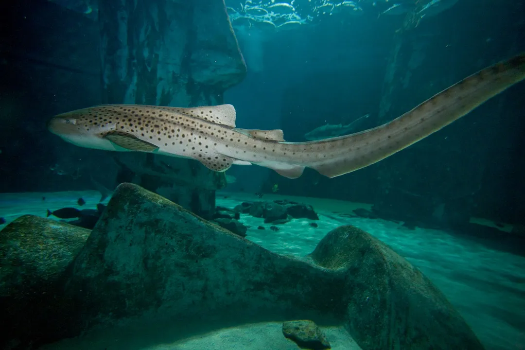 Zebra Shark Facts