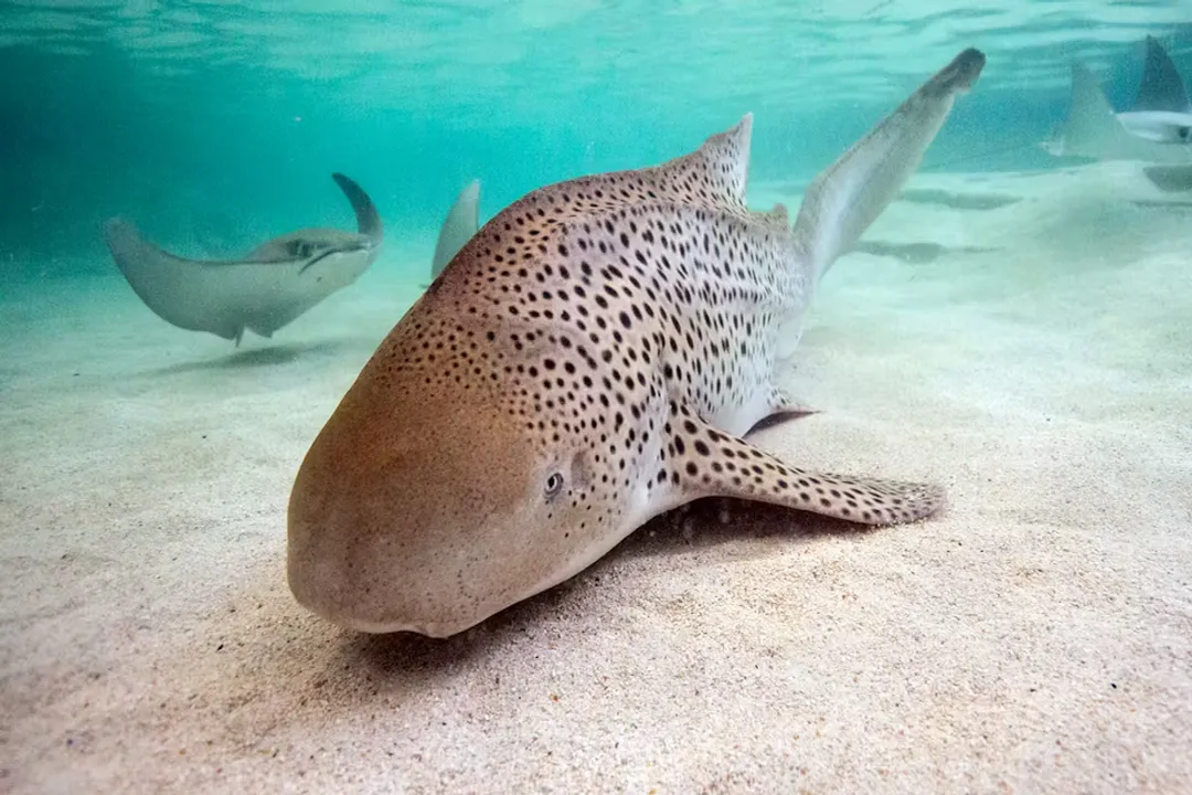Zebra Shark Facts, Appearance Change