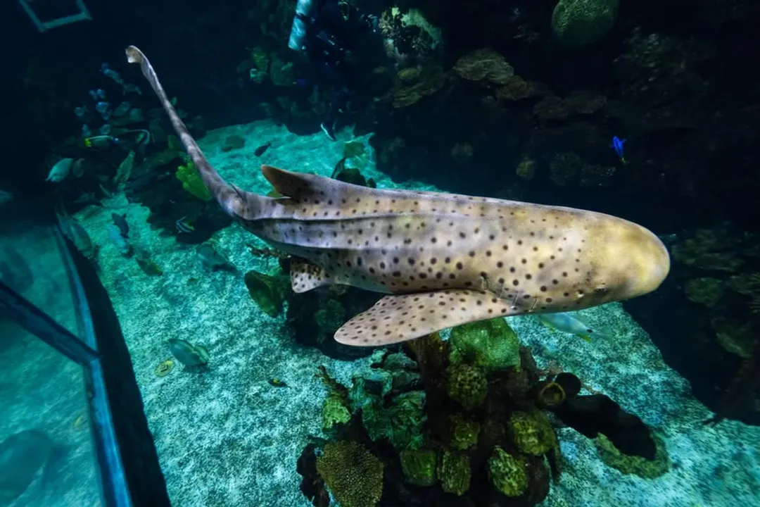 Zebra Shark Locations, Specific Hotspots