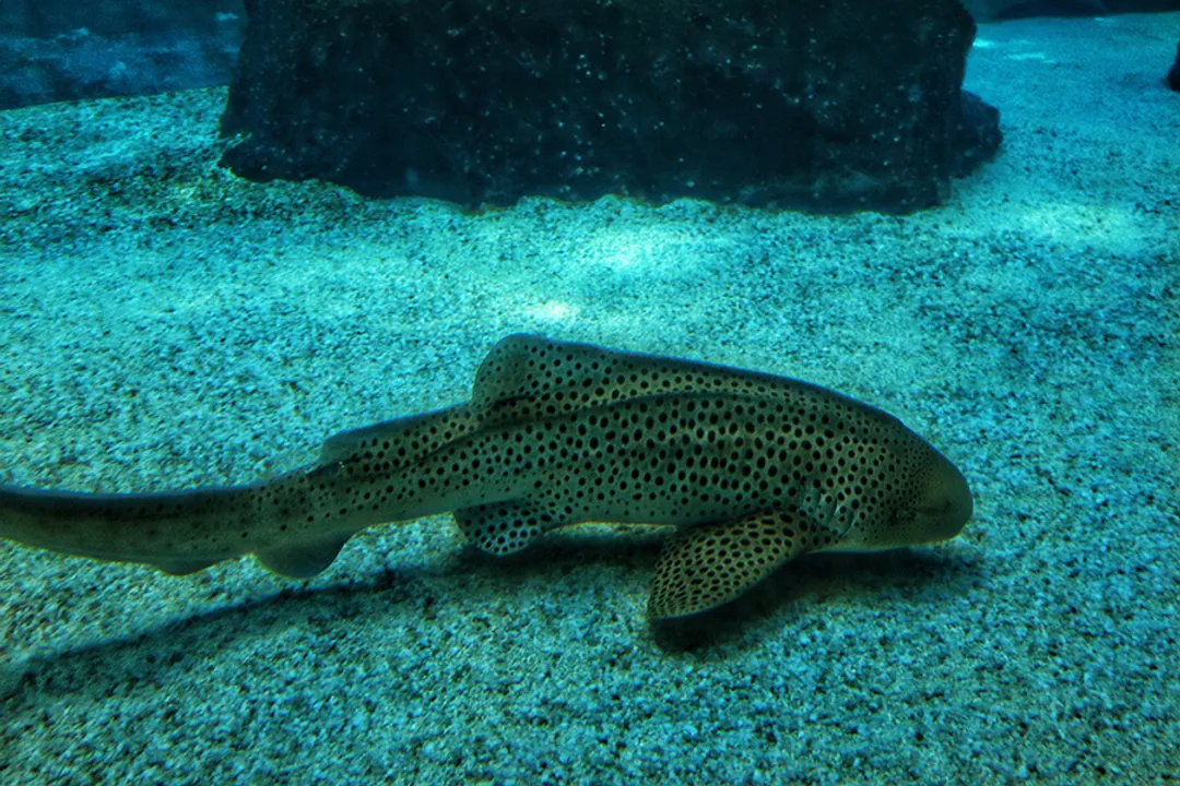 Zebra Shark Locations, Bottom Dwellers Habitat
