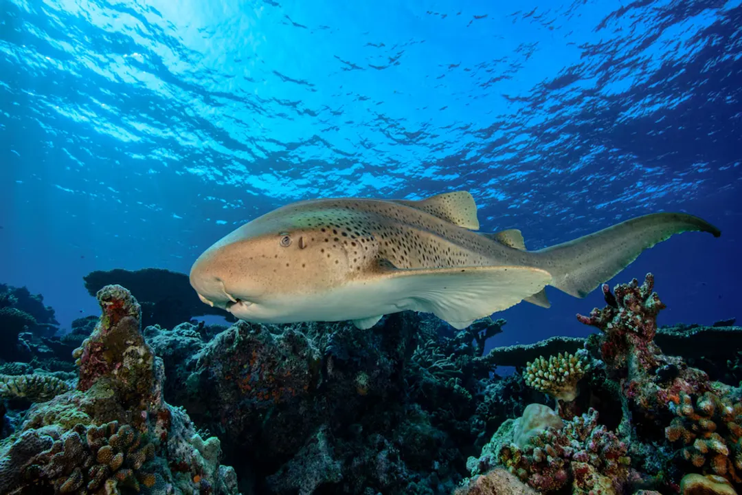 Zebra Shark Physical Characteristics, Head Structure