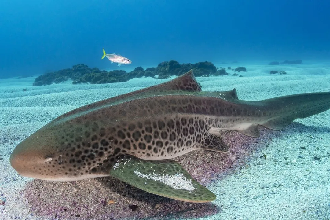 Zebra Shark Physical Characteristics