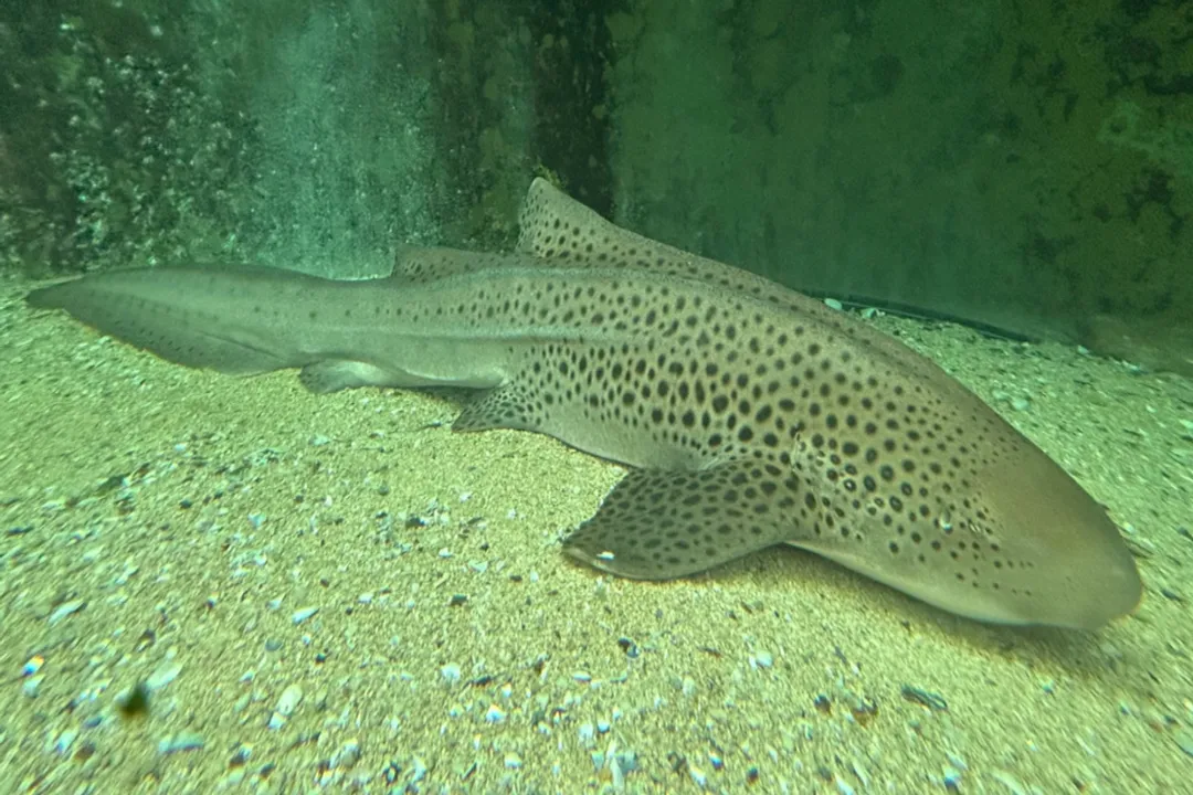 Zebra Shark Physical Characteristics, Body Form