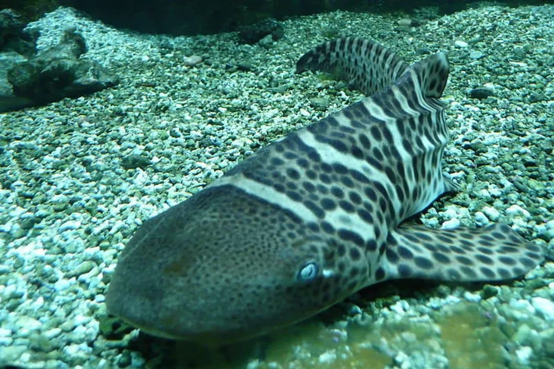 Zebra Shark Scientific Classification, Family Placement