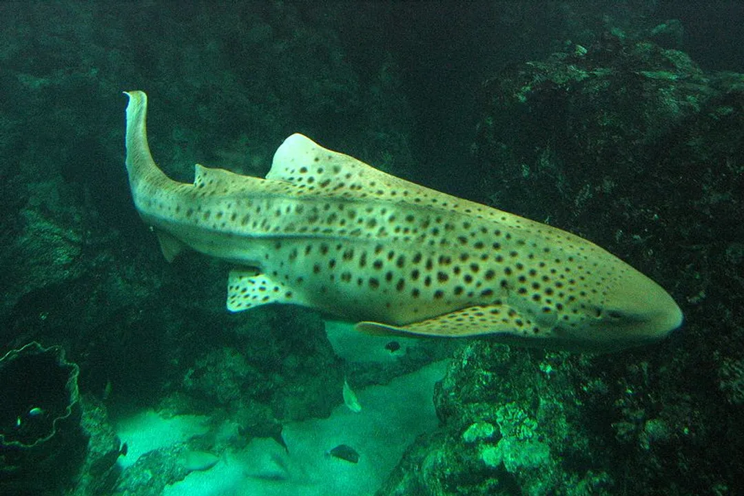 Zebra Shark Scientific Classification, Genus Debate