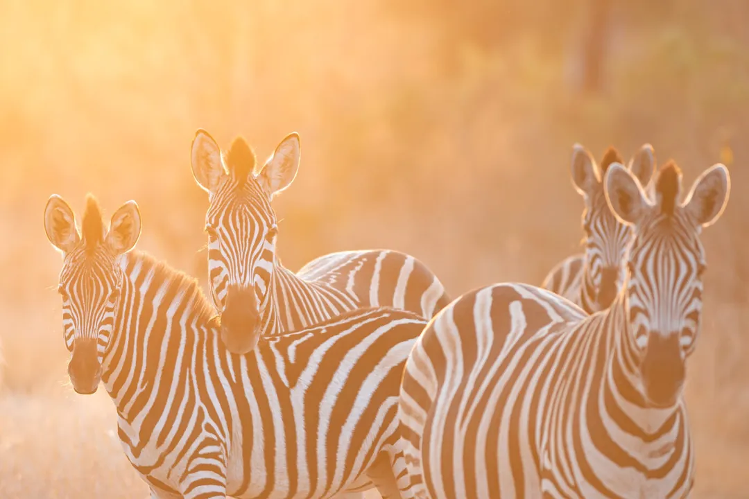 Zebra Snake Evolution, Taxonomic Split