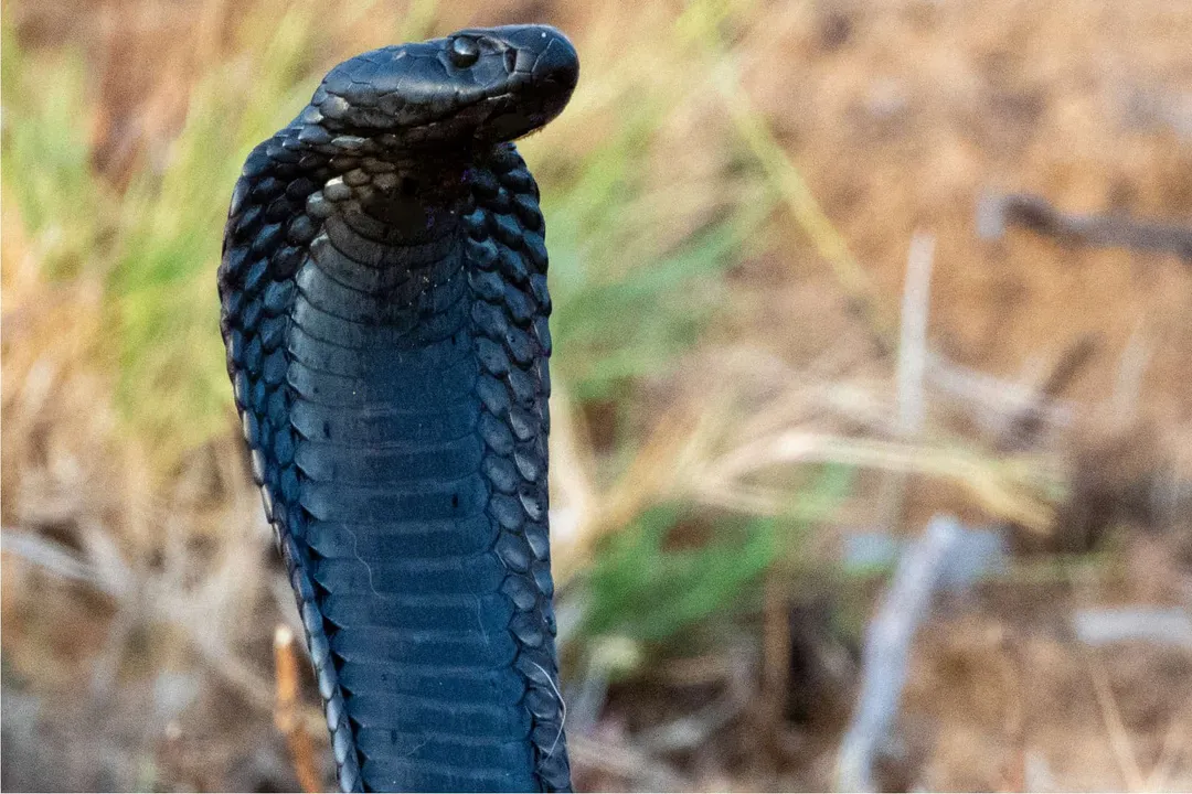 Zebra Snake Locations, African Endemism