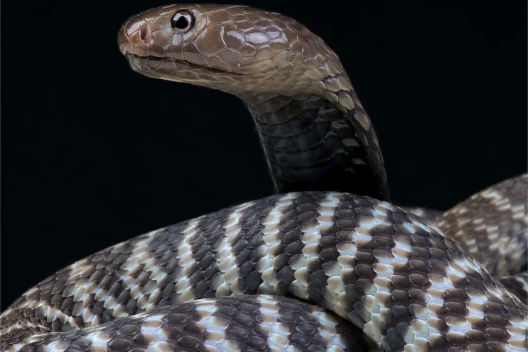 Zebra Snake Physical Characteristics, Coloration Pattern