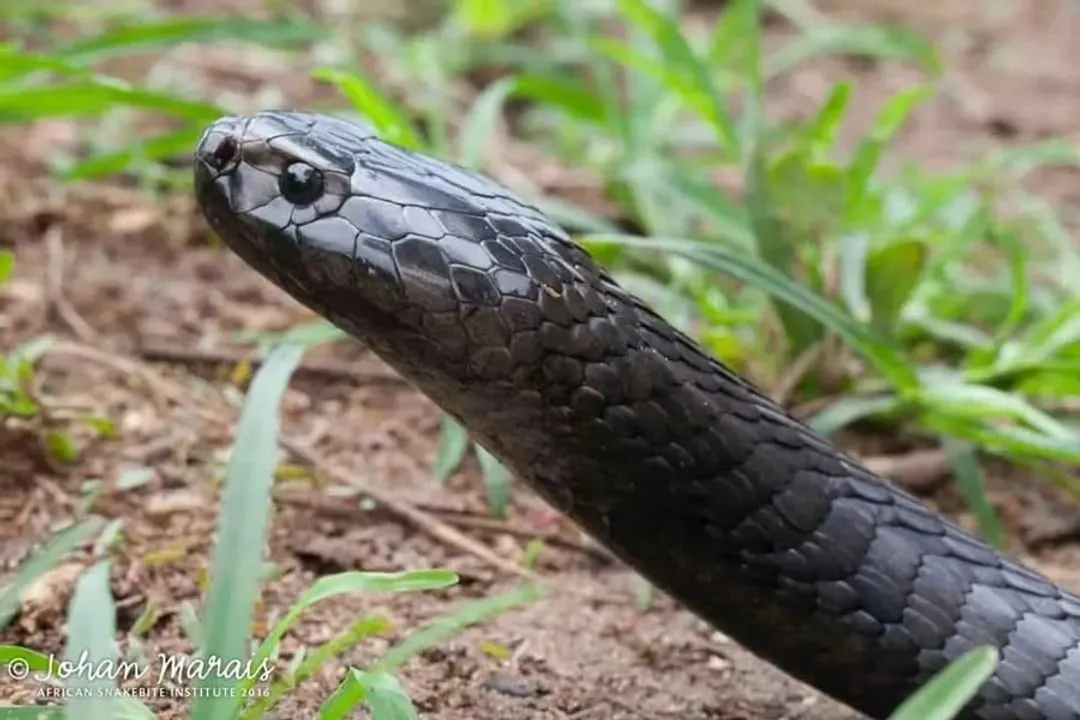 Which three main categories constitute the bulk of the *Naja nigricincta*'s menu?