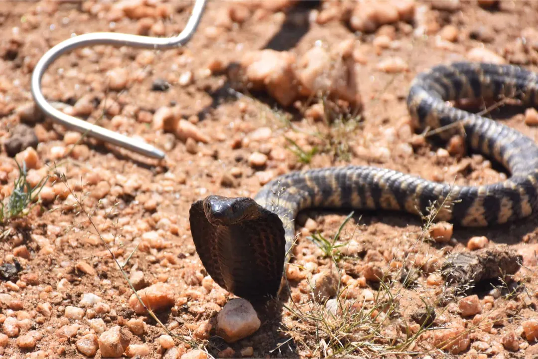 Zebra Spitting Cobra Physical Characteristics, Color and Markings