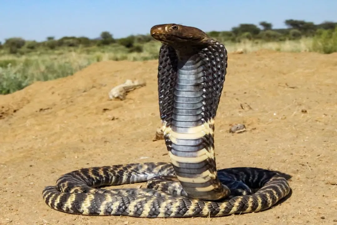 Zebra Spitting Cobra Physical Characteristics, Body Structure