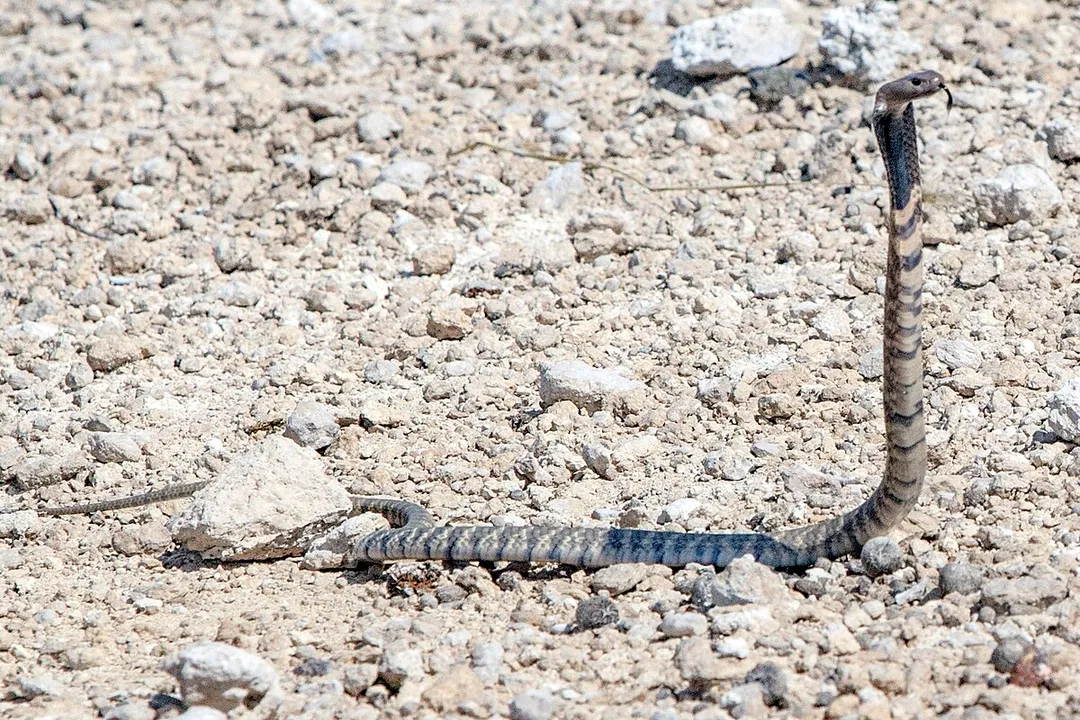 Zebra Spitting Cobra Physical Characteristics