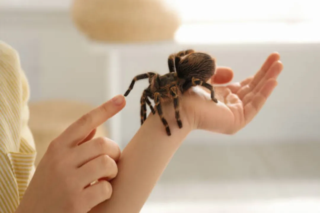 Zebra Tarantula Diet, Staple Feeders