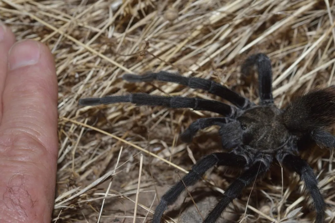 Zebra Tarantula Evolution, Defensive Evolution