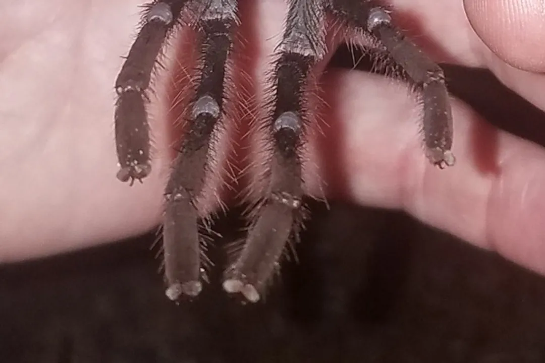 Zebra Tarantula Evolution, Taxonomy Context