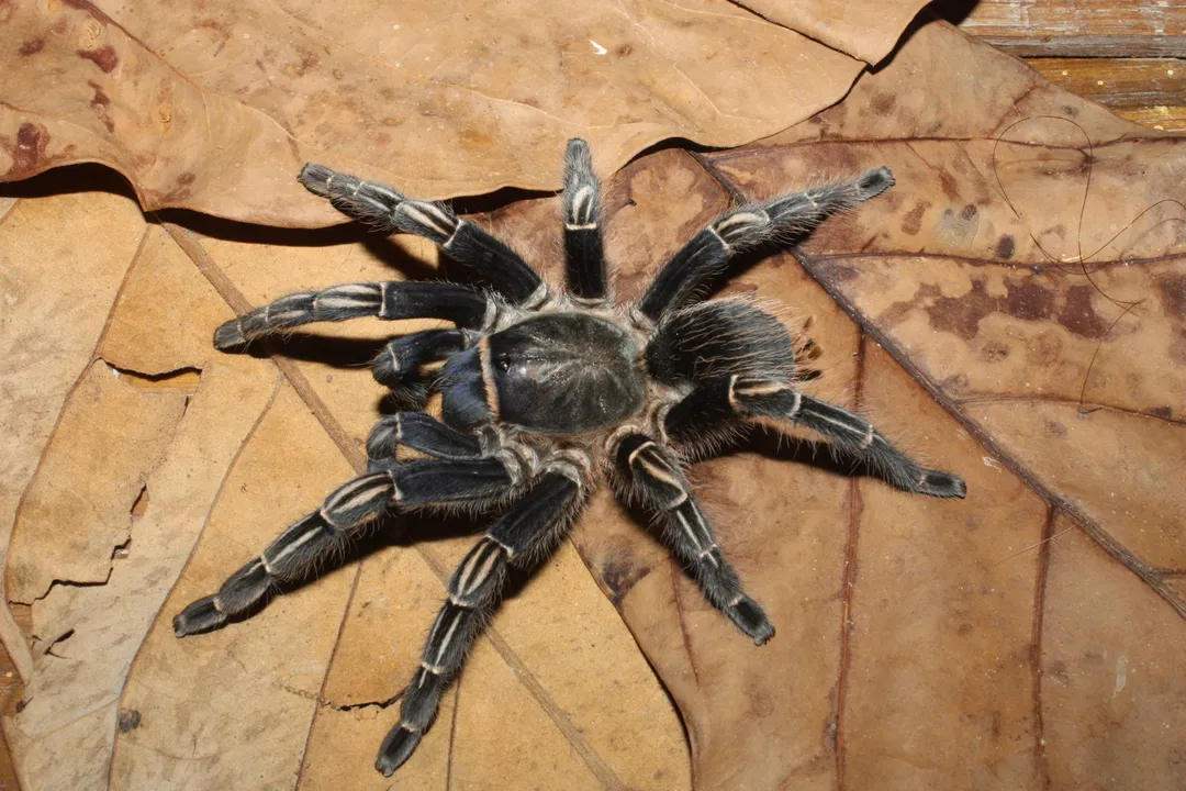 Zebra Tarantula Facts, Setting Up Home