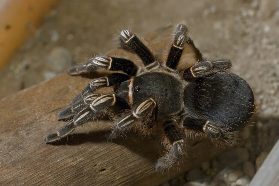 Zebra Tarantula Facts, Physical Traits