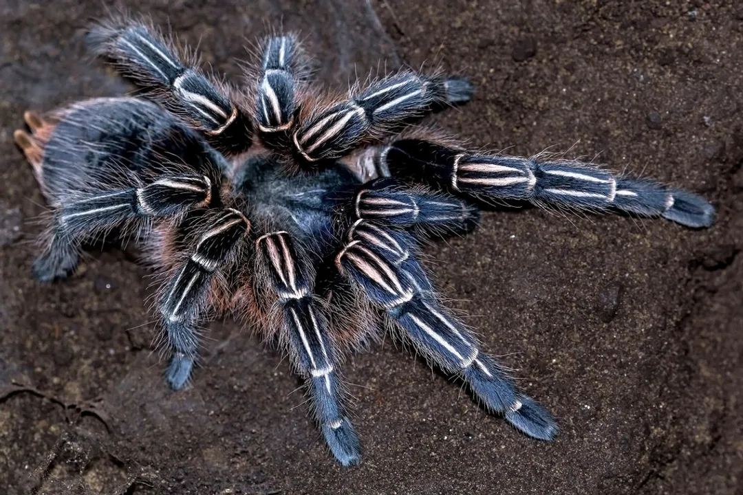 Zebra Tarantula Facts, Behavior and Defense