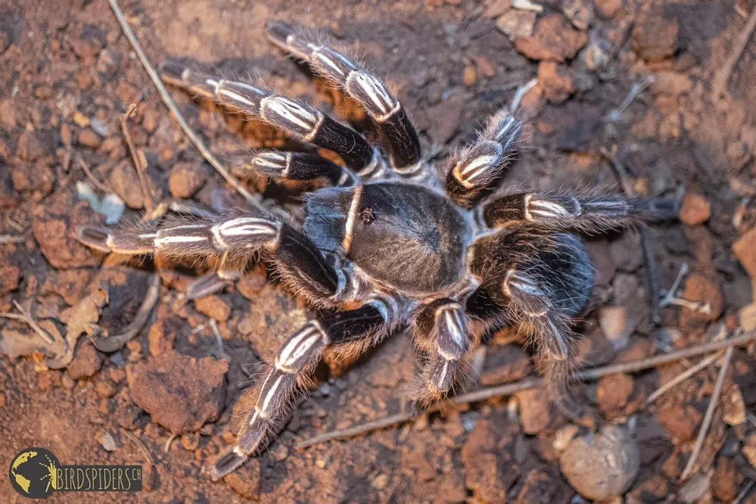 Zebra Tarantula Physical Characteristics, Body Details