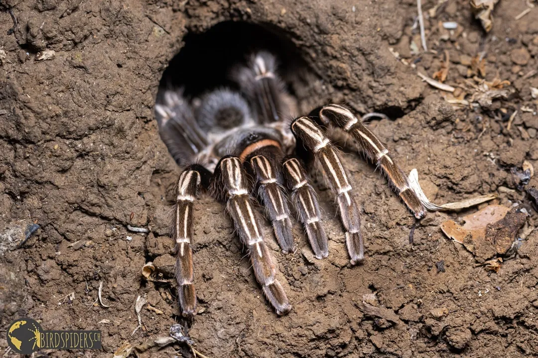 Zebra Tarantula Physical Characteristics, Gender Differences