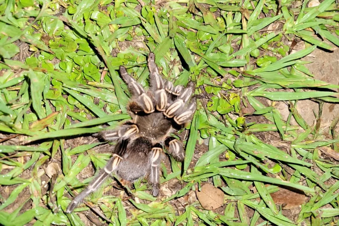 Zebra Tarantula Scientific Classification, Kingdom Animalia