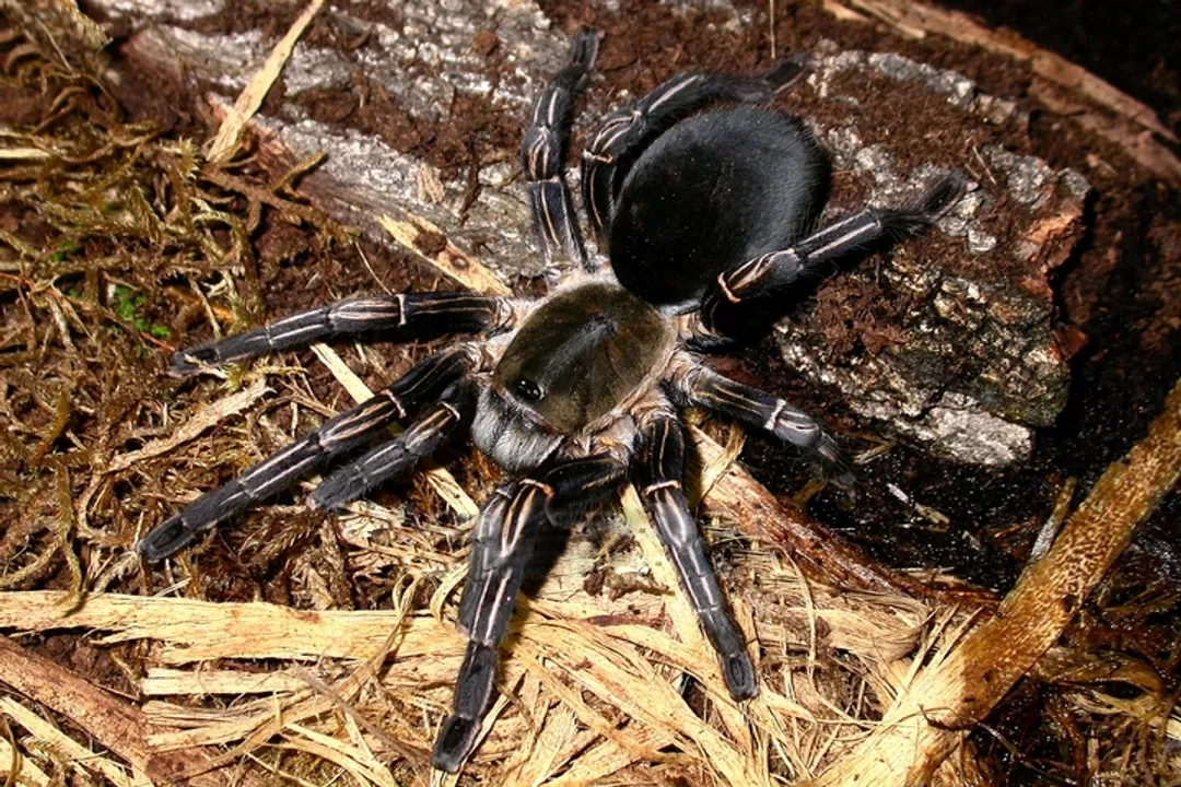 What substance primarily comprises the hard exoskeleton of Phylum Arthropoda members?