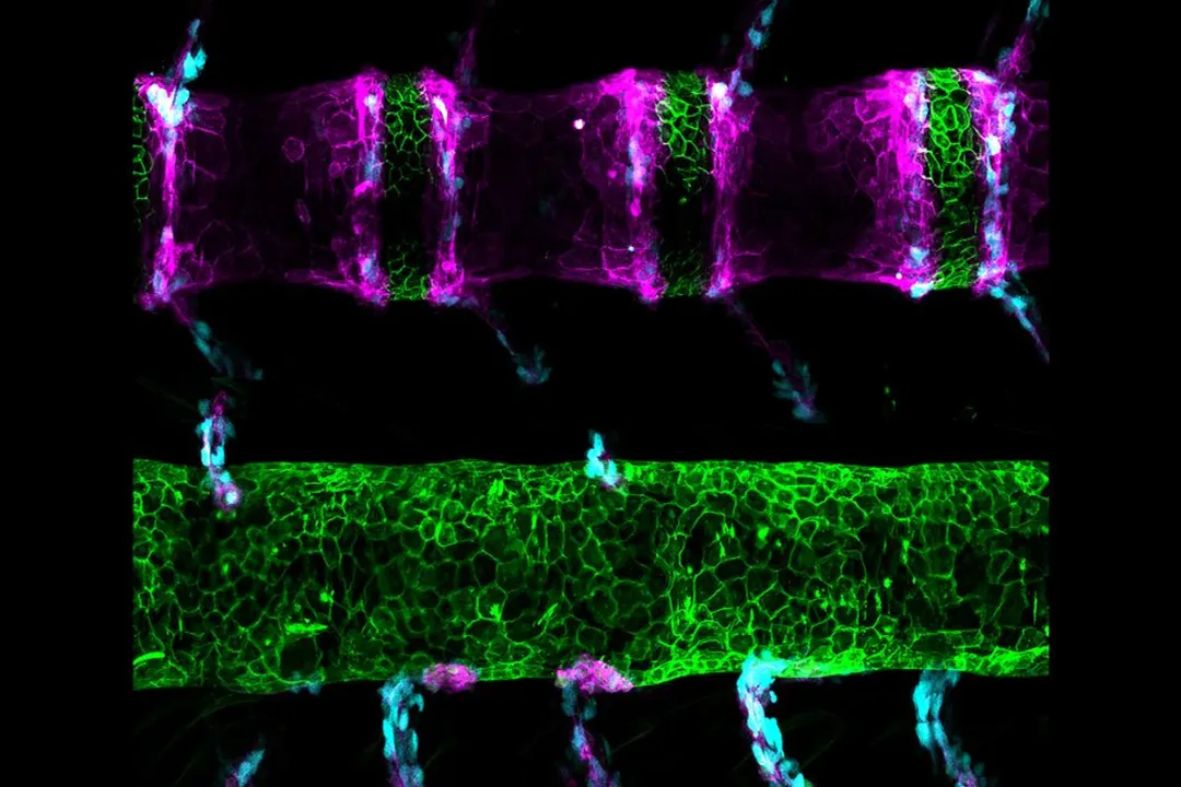 Zebrafish Evolution, Pigment Pattern Evolution