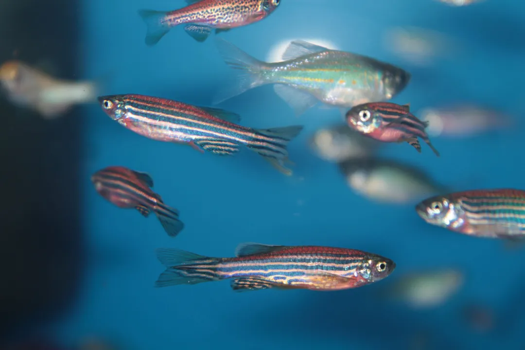 What hue do the stripes typically exhibit on the wild-type zebrafish?
