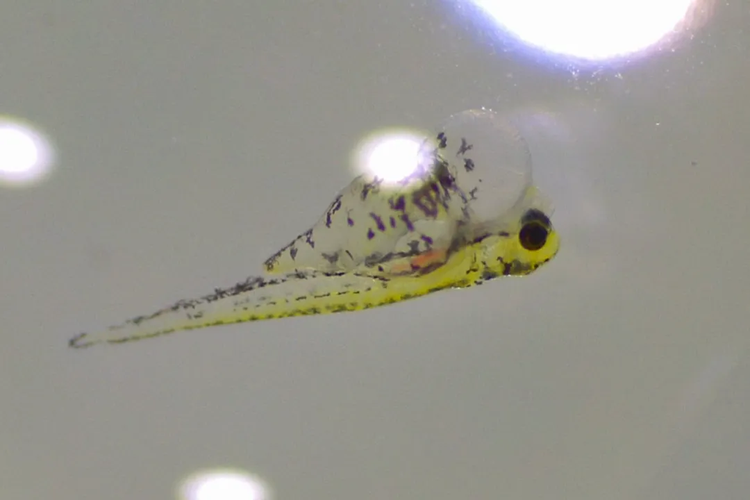 Zebrafish Physical Characteristics, Size and Body Shape