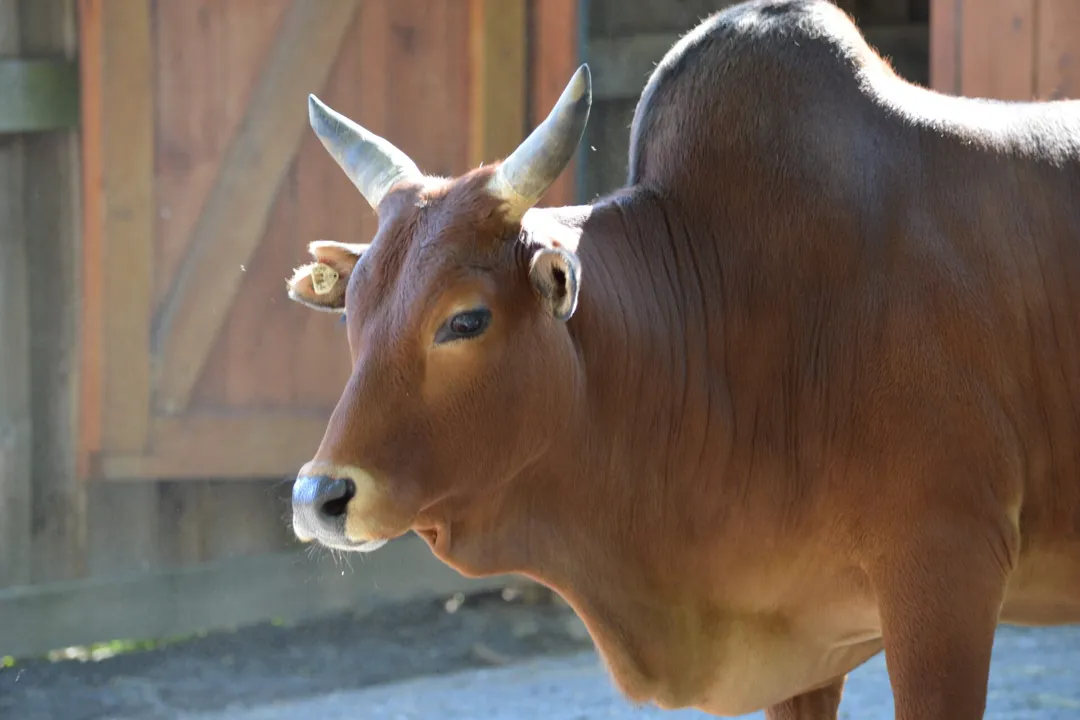 Zebu Diet, Mineral Balance and Supplementation