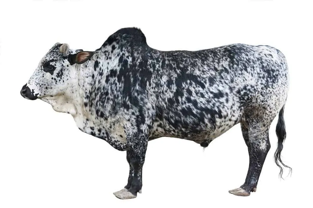 Zebu Diet, Forage Foundation