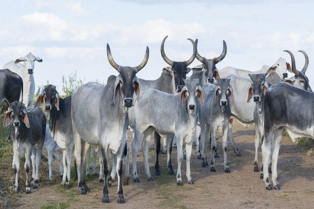 Zebu Evolution, Climate Genetics