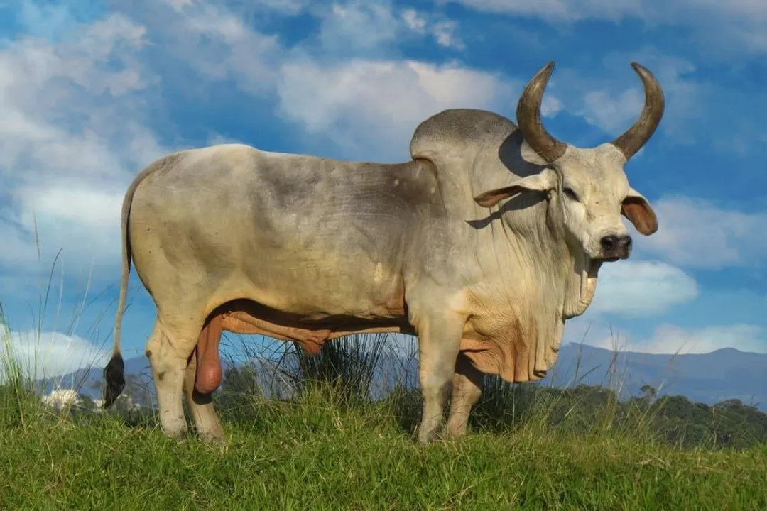 Zebu Facts, Tropical Success