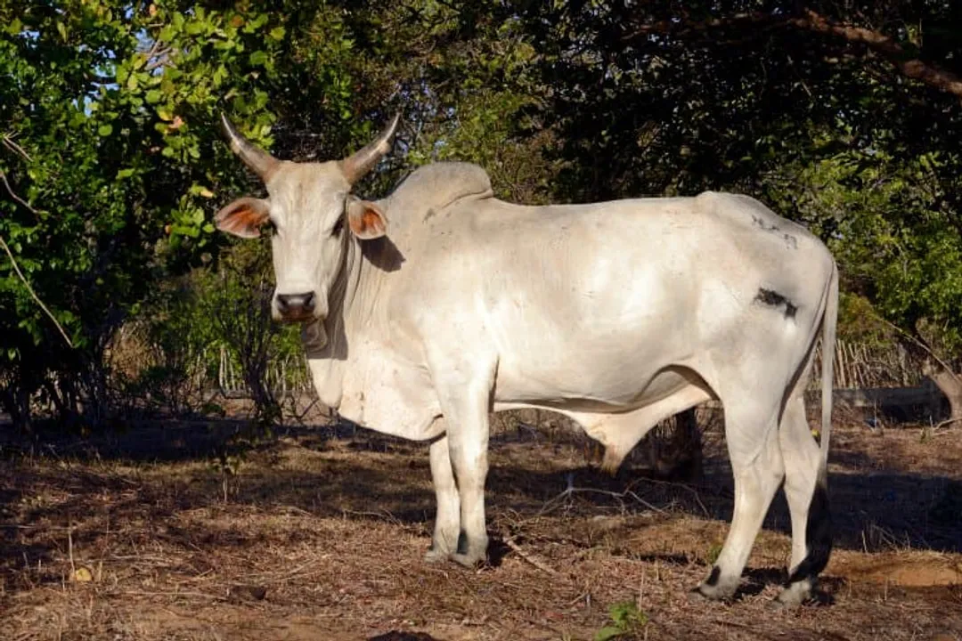Zebu Facts, Ancient Stock