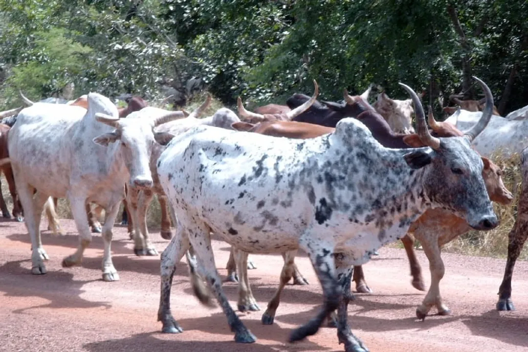 Zebu Locations, Climatic Selection
