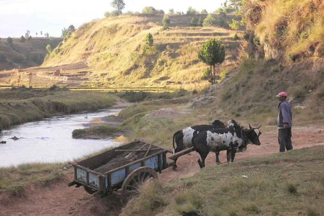 Zebu Locations, Ancestral Homeland